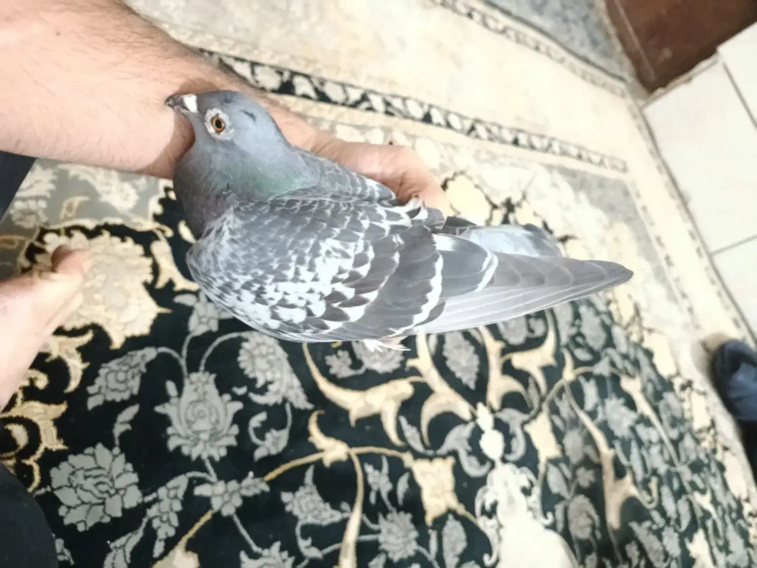 پلاکی|پرنده|خرمشهر, |دیوار