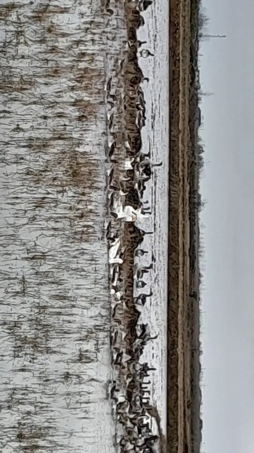 تخم اردک محلی وپکنی|حیوانات مزرعه|سنگر, |دیوار