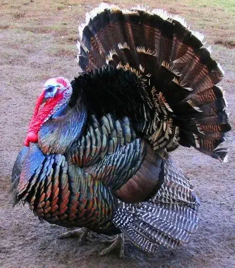 بوقلمون طبیعی|حیوانات مزرعه|مشگین شهر, |دیوار