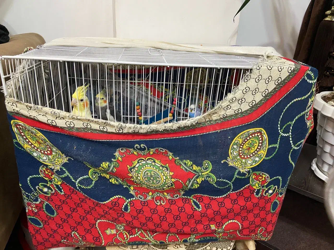 یه جفت طوطی عروس بالغ به همراه یه عدد مرغ عشق نر|پرنده|بهشهر, |دیوار