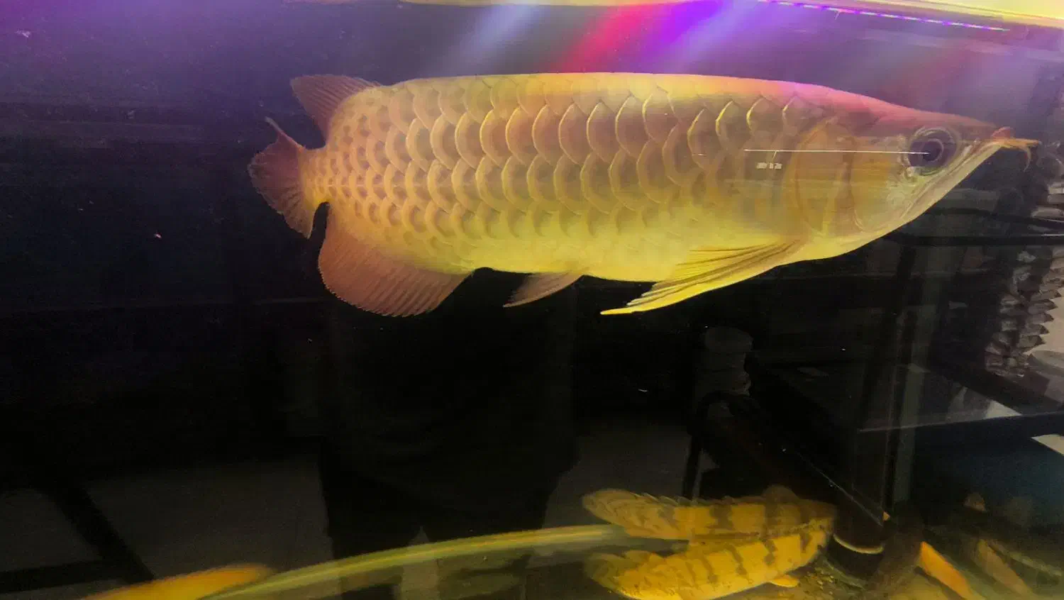 ماهی زینتی|ماهی|فولادشهر, B4|دیوار