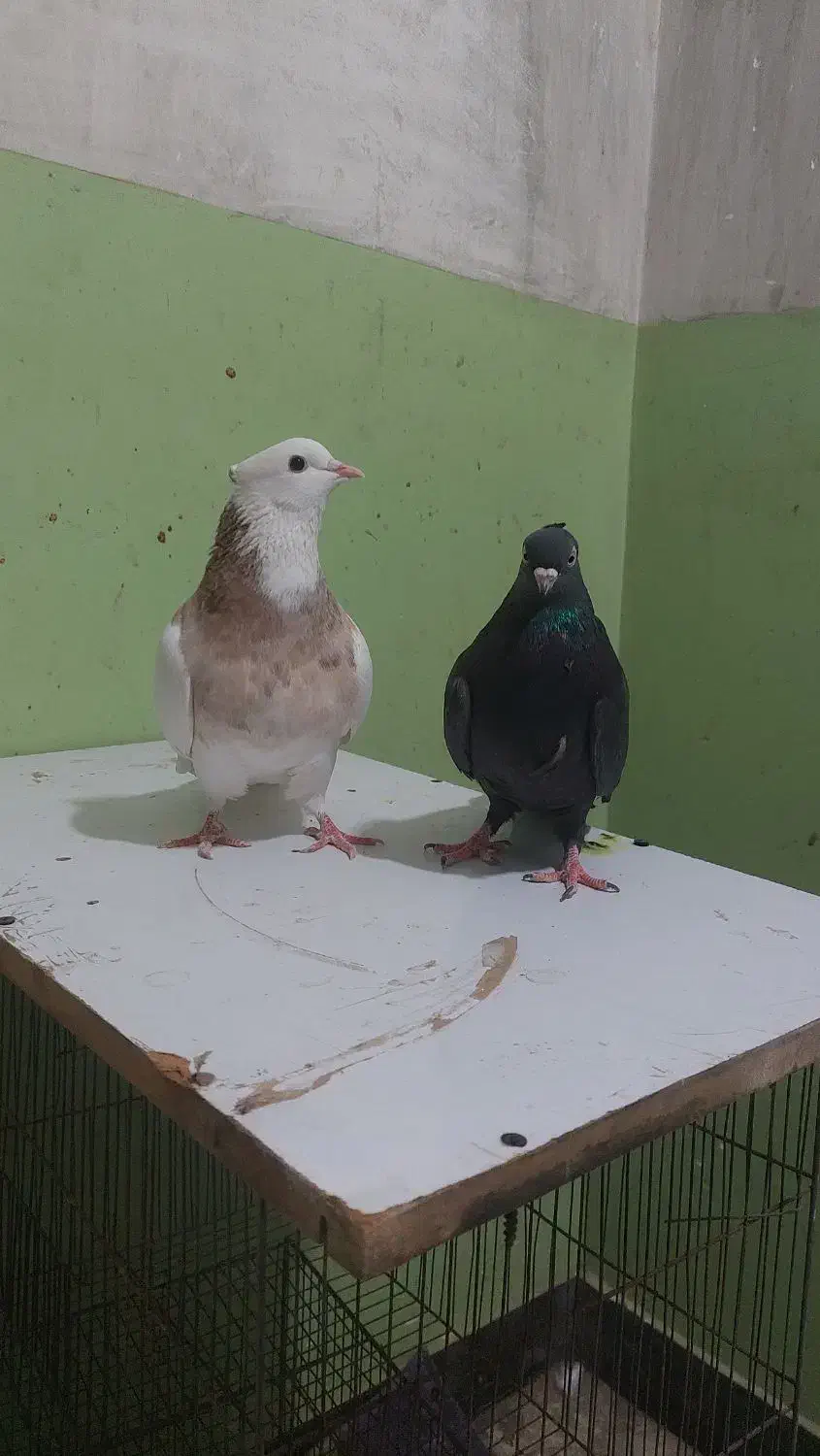 طوقی،|پرنده|بندر گناوه, |دیوار