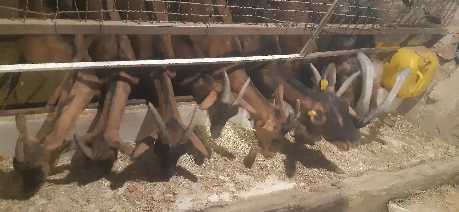 آلپاین|حیوانات مزرعه|کشکوئیه, |دیوار