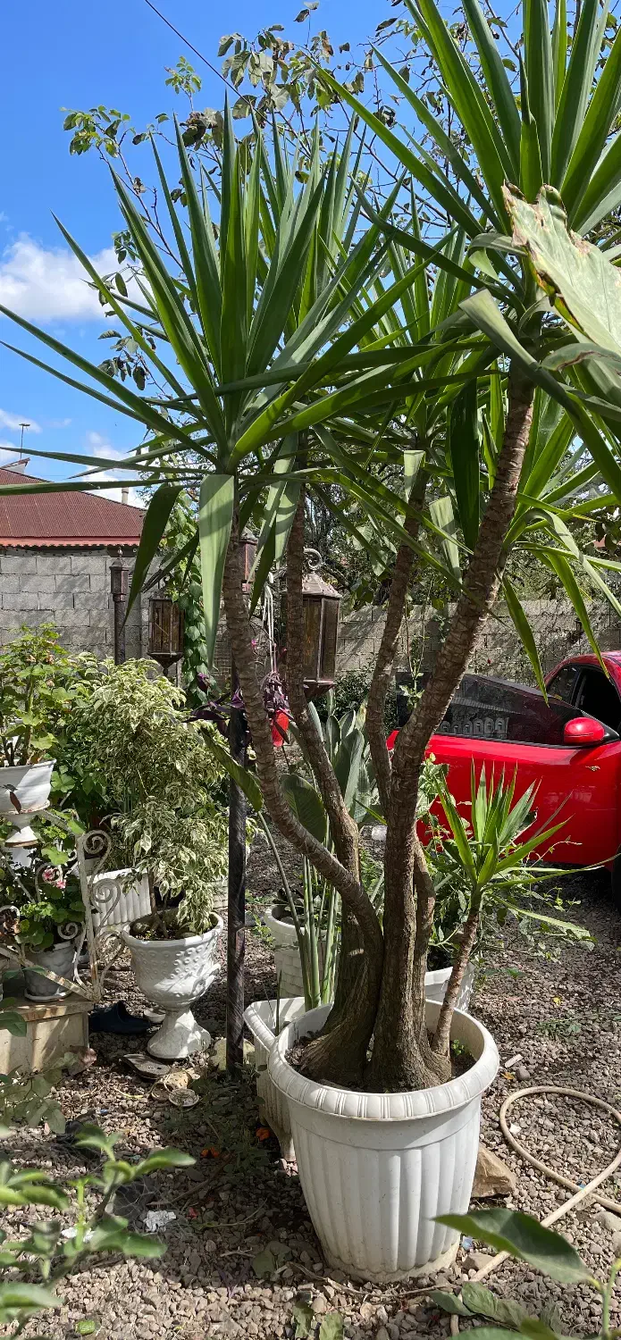 گل وگیاه|گل و گیاه طبیعی|گوراب زرمیخ, |دیوار