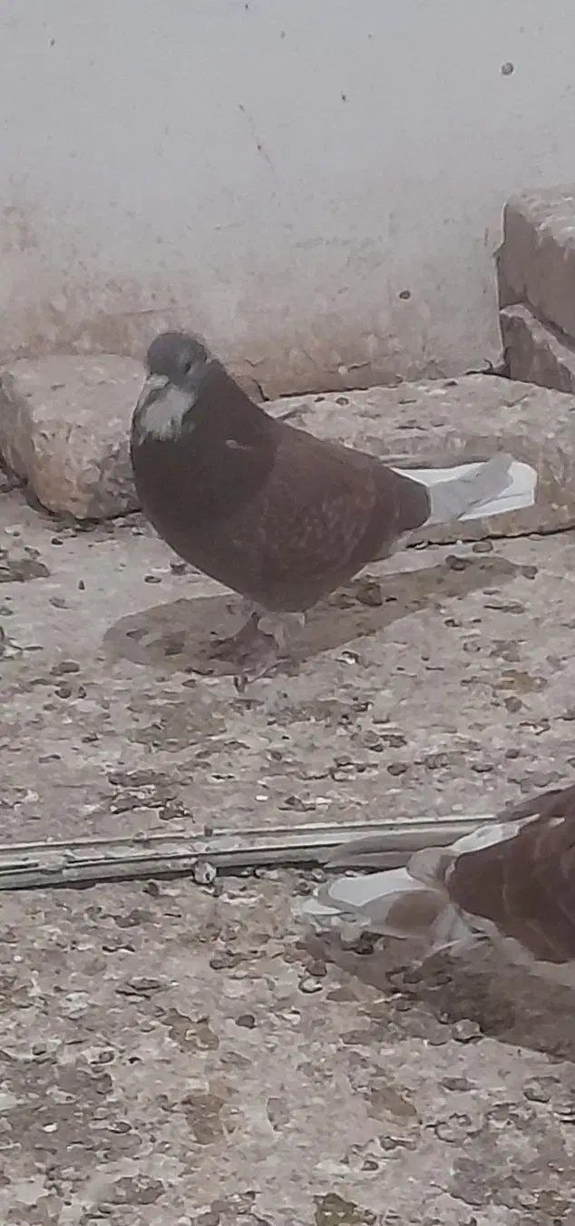 دوتا نر سرخ یکی دمسفید|پرنده|زابل, |دیوار