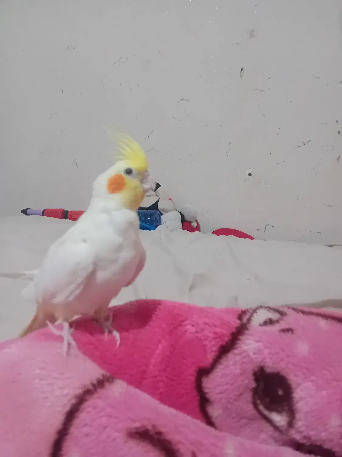 عروس هلندی|پرنده|تربتحیدریه, بالا ولایت|دیوار