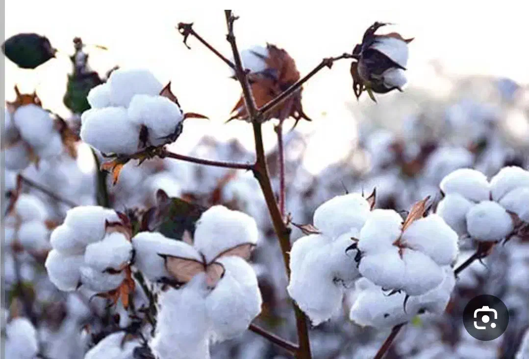 نیازمند پنبه چین|استخدام صنعتی، فنی، مهندسی|جنت, |دیوار