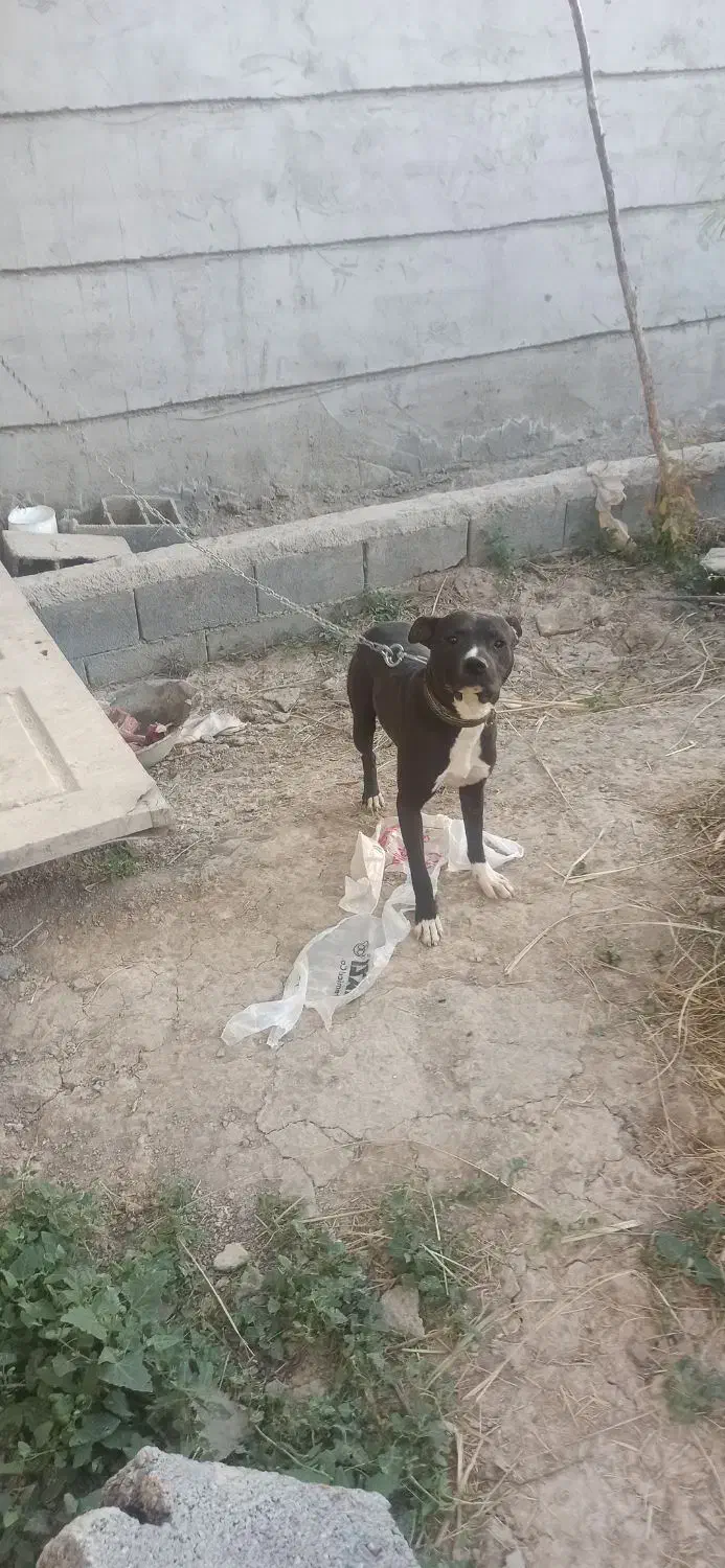 سگ پیتبول پیت بول نر|سگ|اصفهان, بهارستان|دیوار