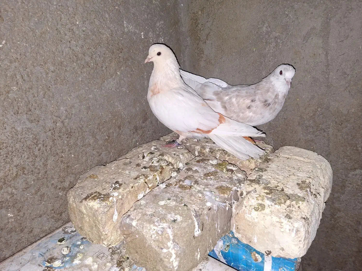 کفتر دم سیاه|پرنده|میمه, |دیوار