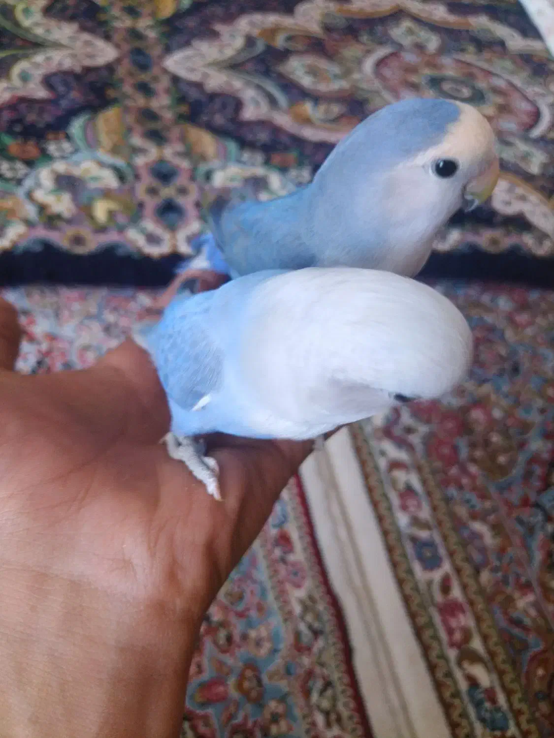 طوطی کتوله رام رام|پرنده|زرند, |دیوار