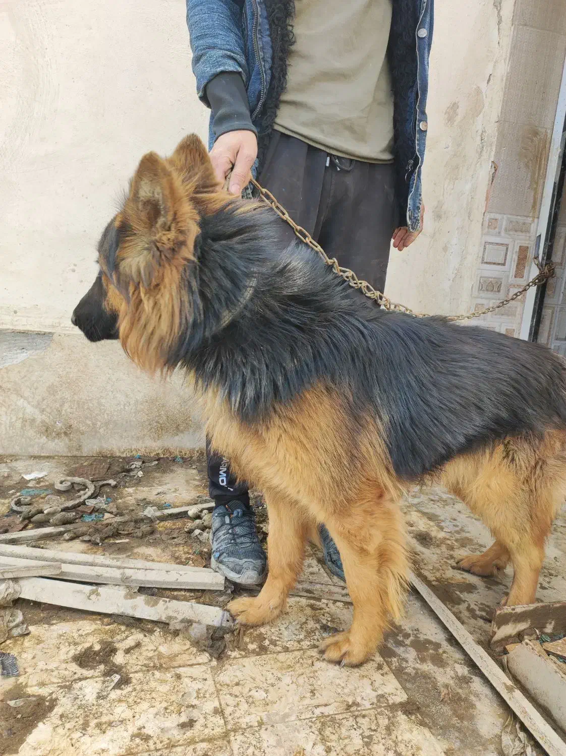 توله ژرمن موبلند|سگ|رباط‌کریم, وهن آباد|دیوار