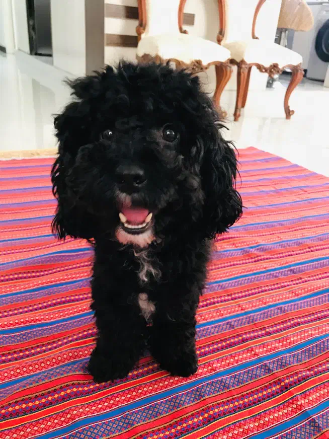 سگ پودل|سگ|کرج, ملک‌آباد|دیوار