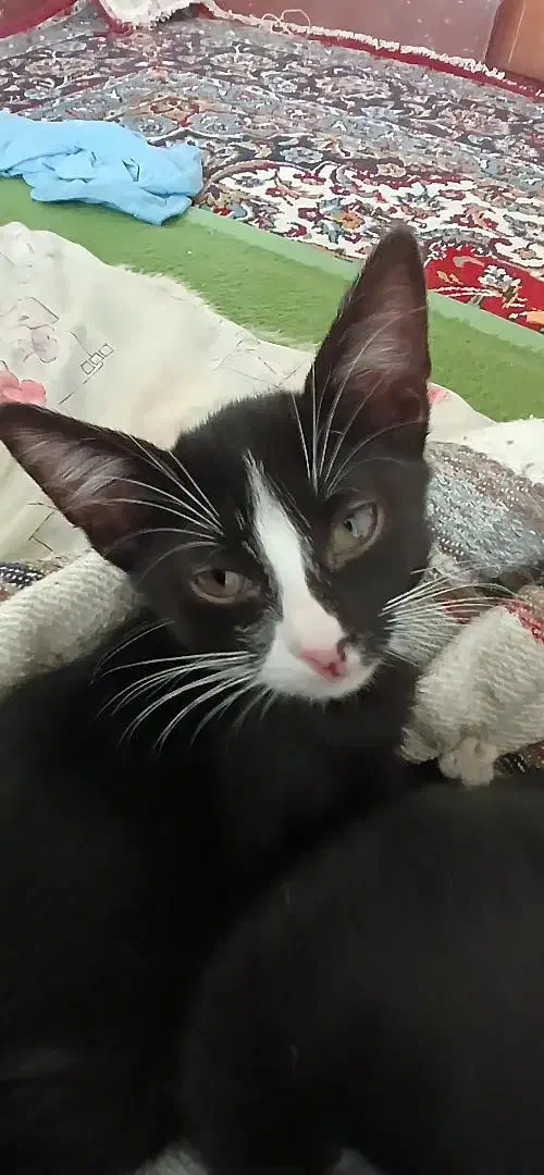 رایگان به خانواده حیوان دوست بشرط واکسن زدن|گربه|مراغه, |دیوار