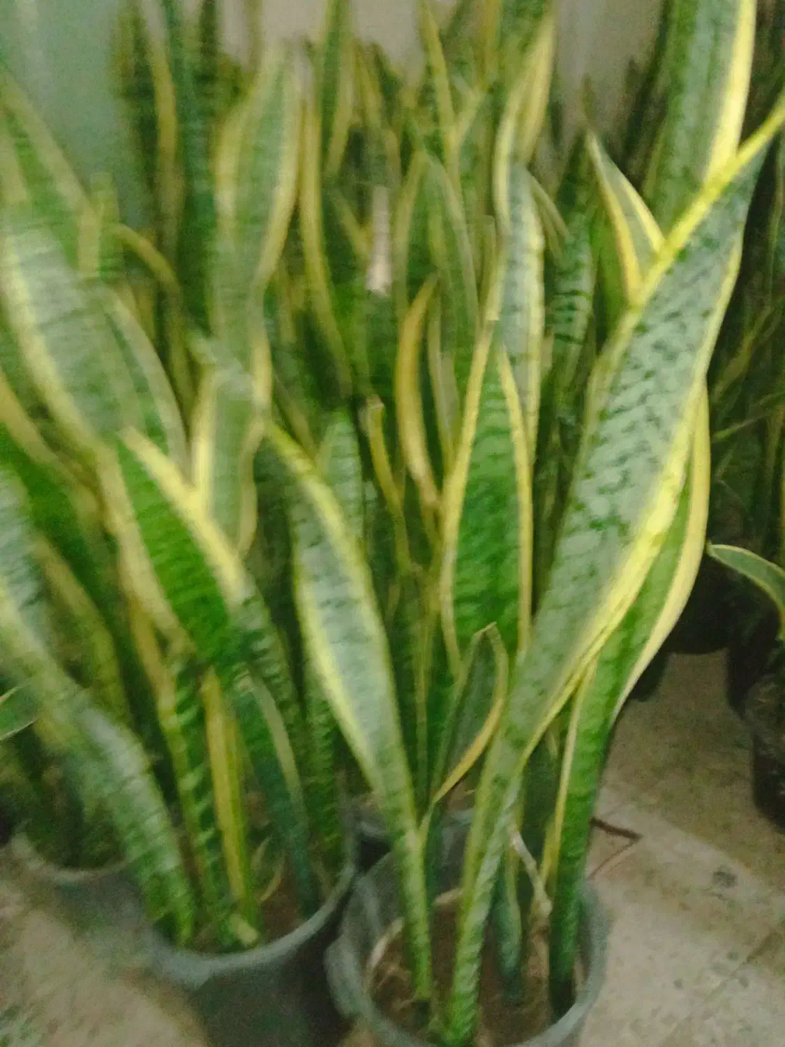 گل سانسوریا  و زانفولیا|گل و گیاه طبیعی|سپیدان, |دیوار