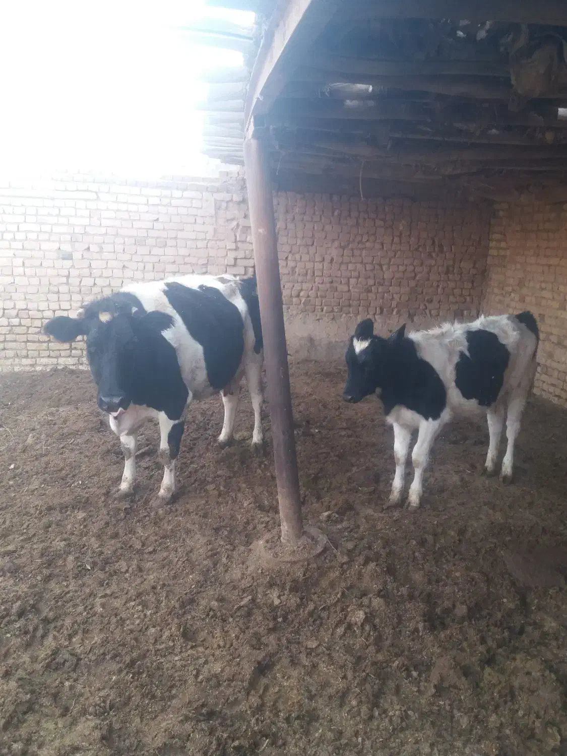 دوعدد گاو شیری هلشتاین و یک عدد گوساله ماده|حیوانات مزرعه|دشتابی, |دیوار