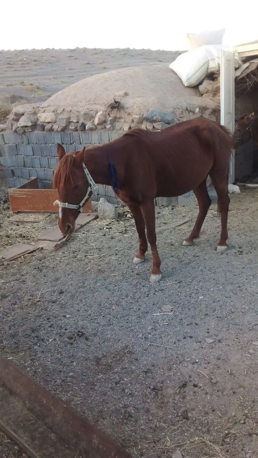 اسب مادیان فروشی یقره|اسب و تجهیزات اسب‌سواری|تربت جام, جامرود|دیوار