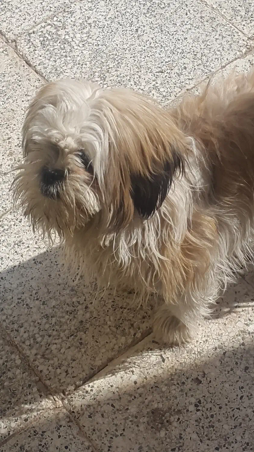 سگ شیتزو|سگ|سیرجان, |دیوار