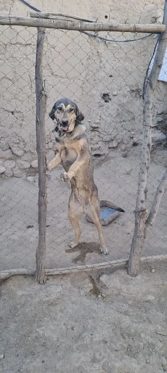 سگ پژدر|سگ|بیجار, |دیوار