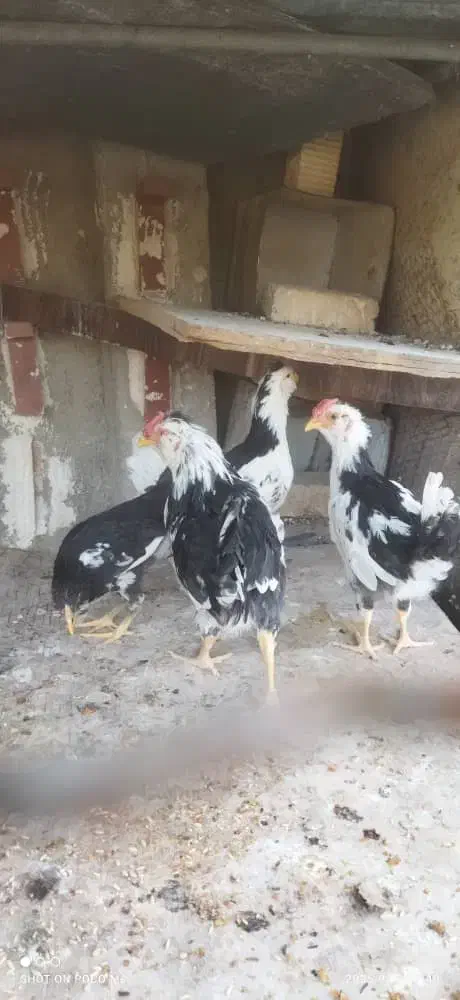 مرغ و خروس گلین|حیوانات مزرعه|شیراز, جرسقان|دیوار
