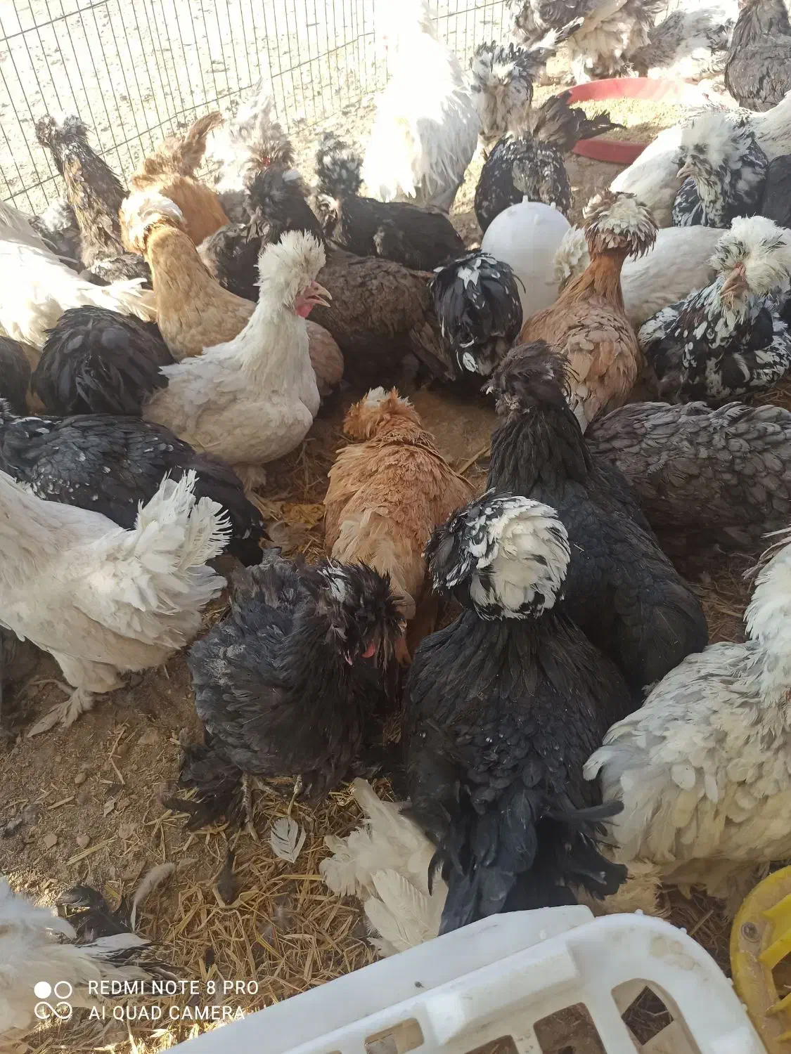 مرغ سلطان ولهستانی تخمگذار|حیوانات مزرعه|شیراز, سلطان آباد|دیوار