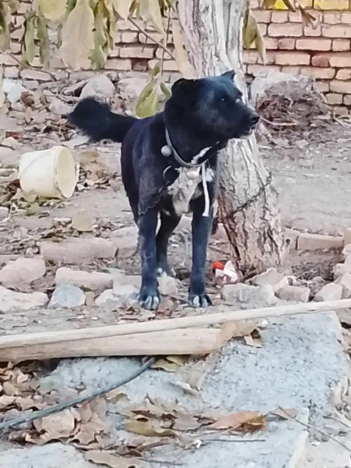 واگذاری سگ|سگ|داران, |دیوار