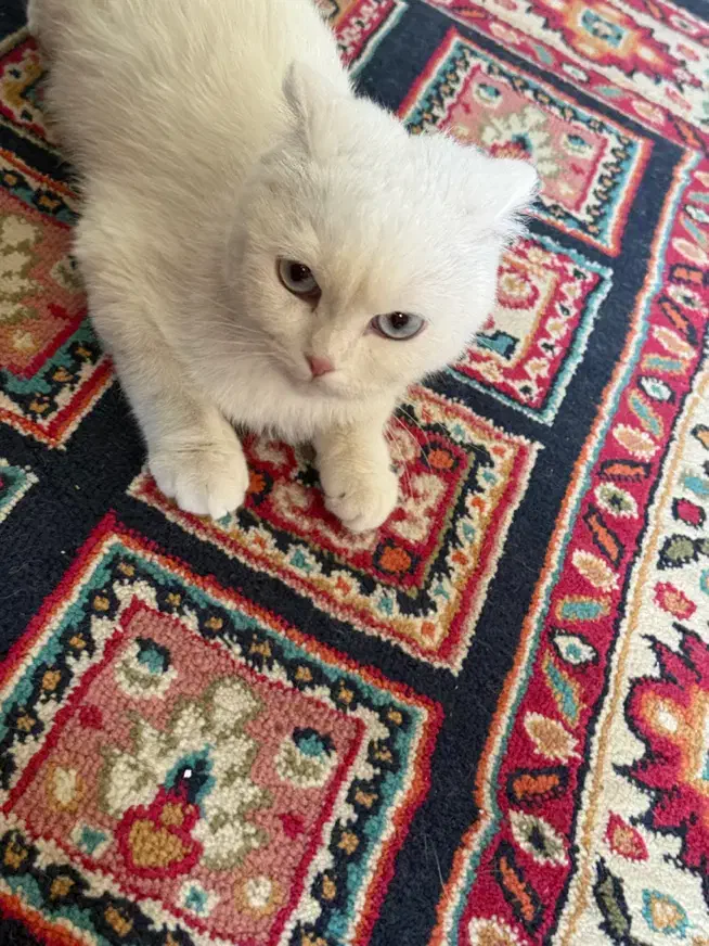 گربه اسکاتیش|گربه|کرمان, |دیوار