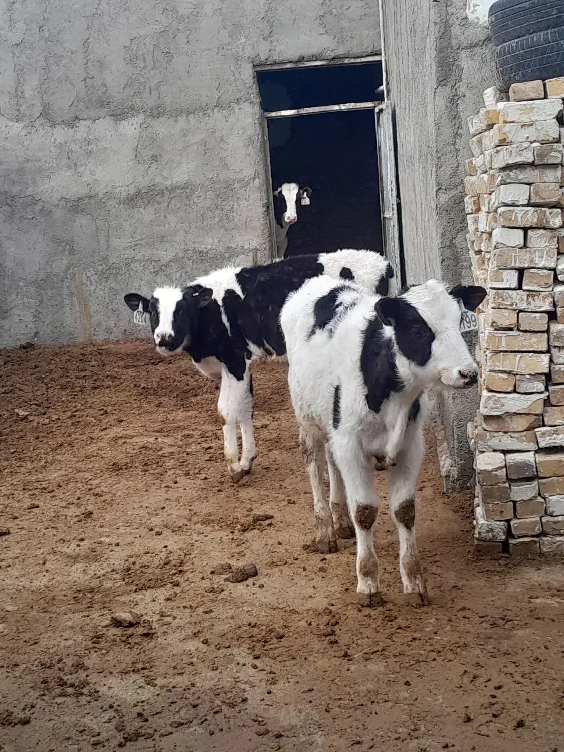 گوساله|حیوانات مزرعه|بوئین زهرا, |دیوار