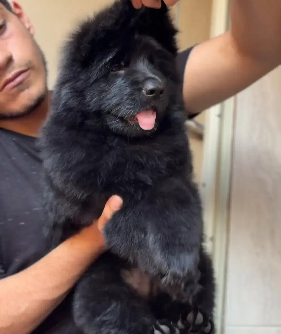 توله ژرمن وارداتی شپرد ۳ ماهه|سگ|رشت, آتشگاه|دیوار