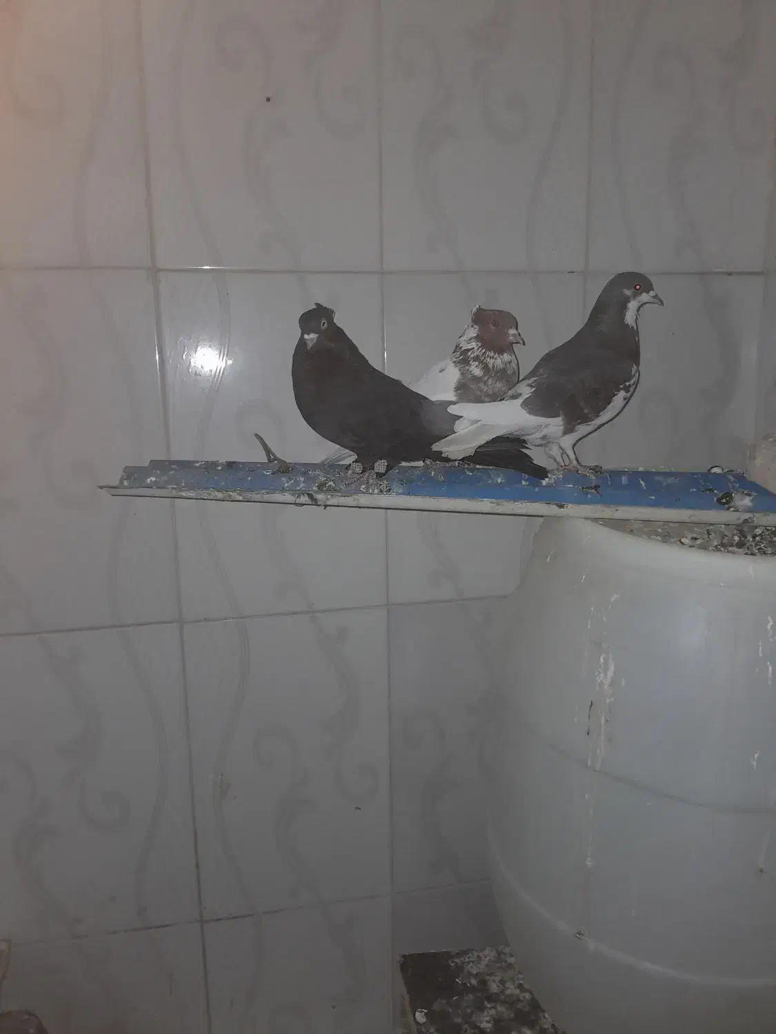 باسلام 6عددکبوترخوب زیرقیمت|پرنده|شیراز, گویم|دیوار