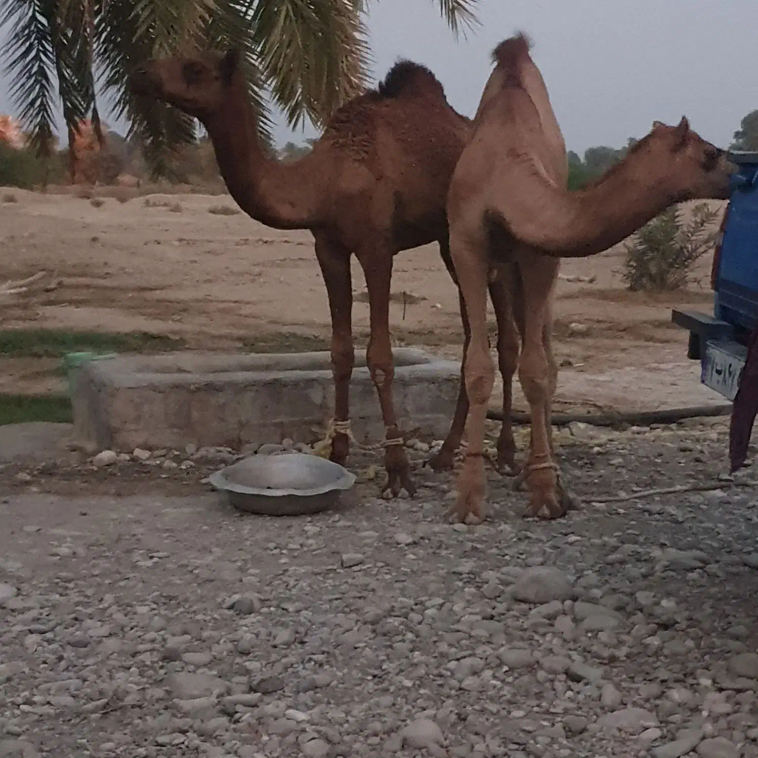 2نفر شتر 8ماه مخصوص داشت|حیوانات مزرعه|شمیل, |دیوار