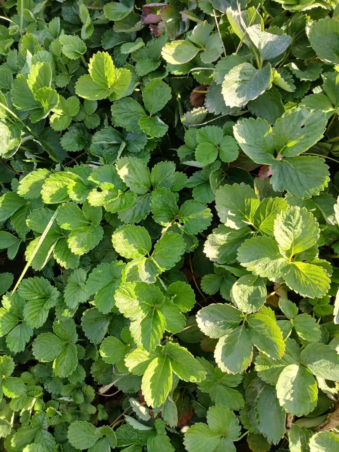 نهال توت فرنگی کاماروس پایه کوتاه،باردهی عالی|گل و گیاه طبیعی|گرگان, |دیوار