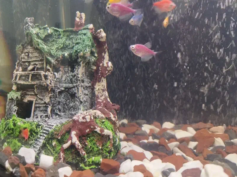 لوازم آکواریوم|ماهی|کرج, کوی فرهنگ|دیوار