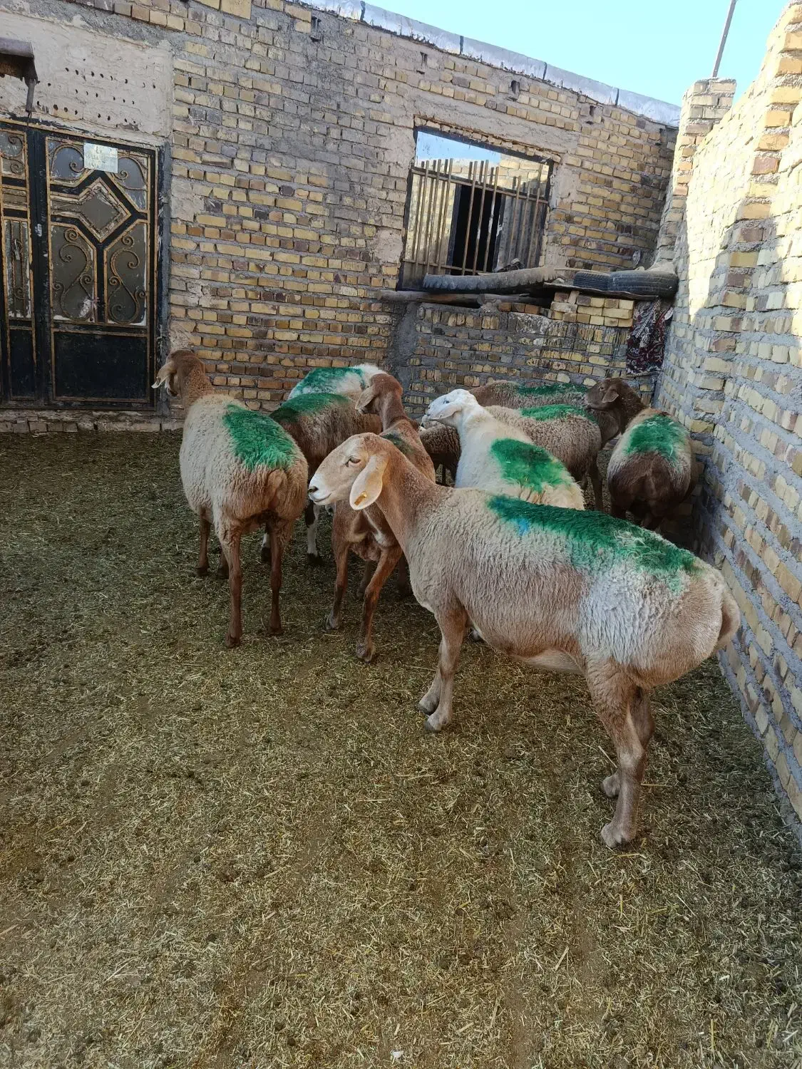 9راس میش عربی آوستن|حیوانات مزرعه|تایباد, |دیوار