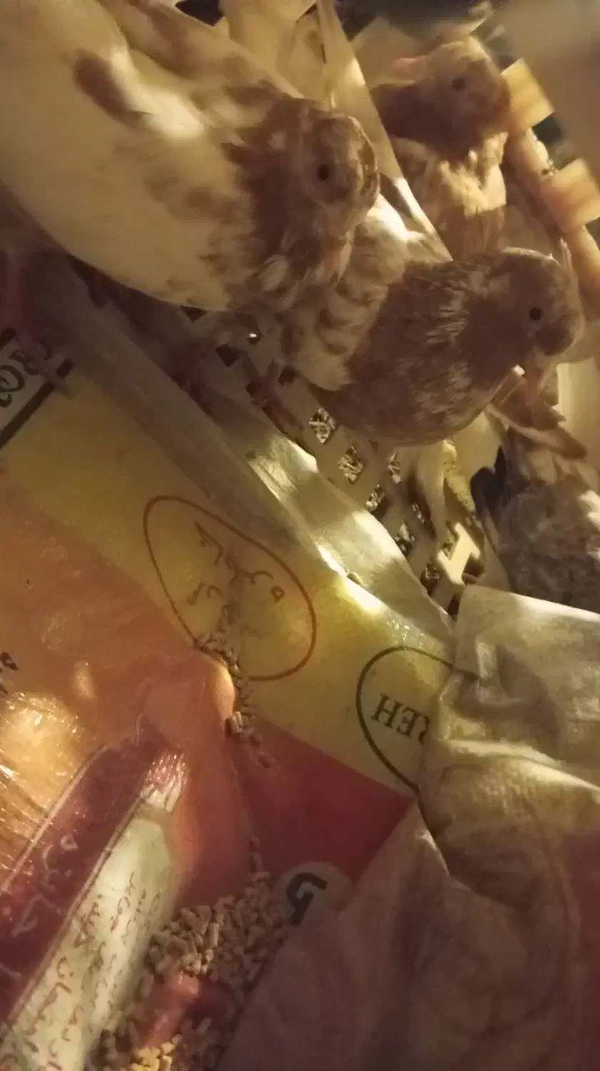 جراحی|پرنده|چمران, |دیوار