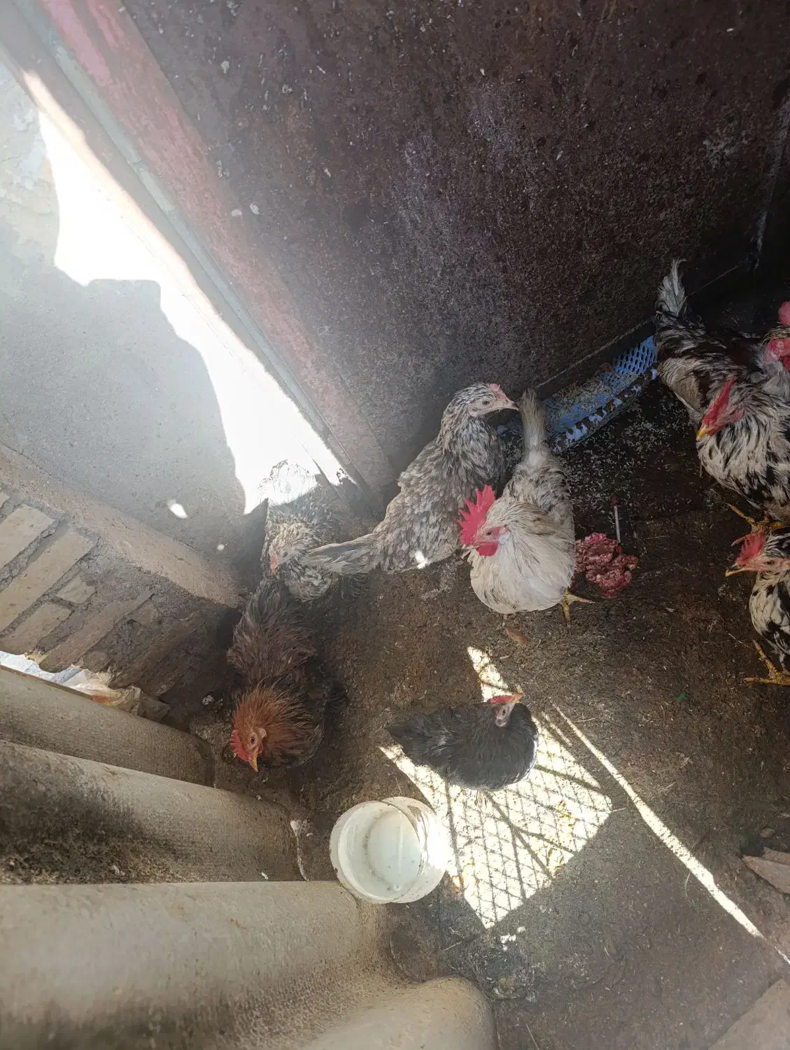 مرغ|حیوانات مزرعه|چوبر, |دیوار