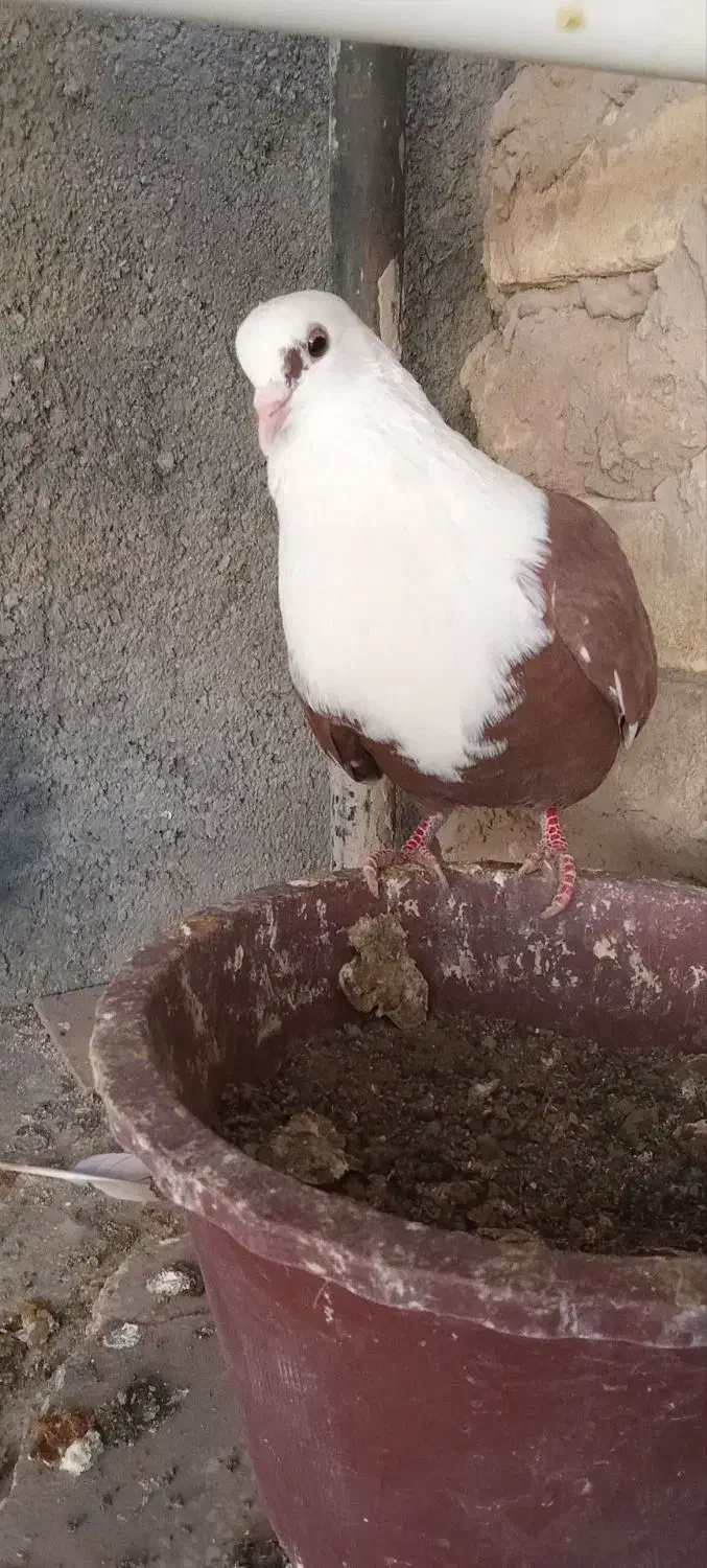 کله سفید نر|پرنده|سبزوار, زینبیه|دیوار