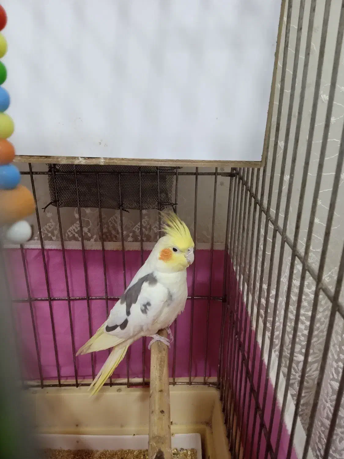 عروس هلندی ماده|پرنده|الوند, |دیوار