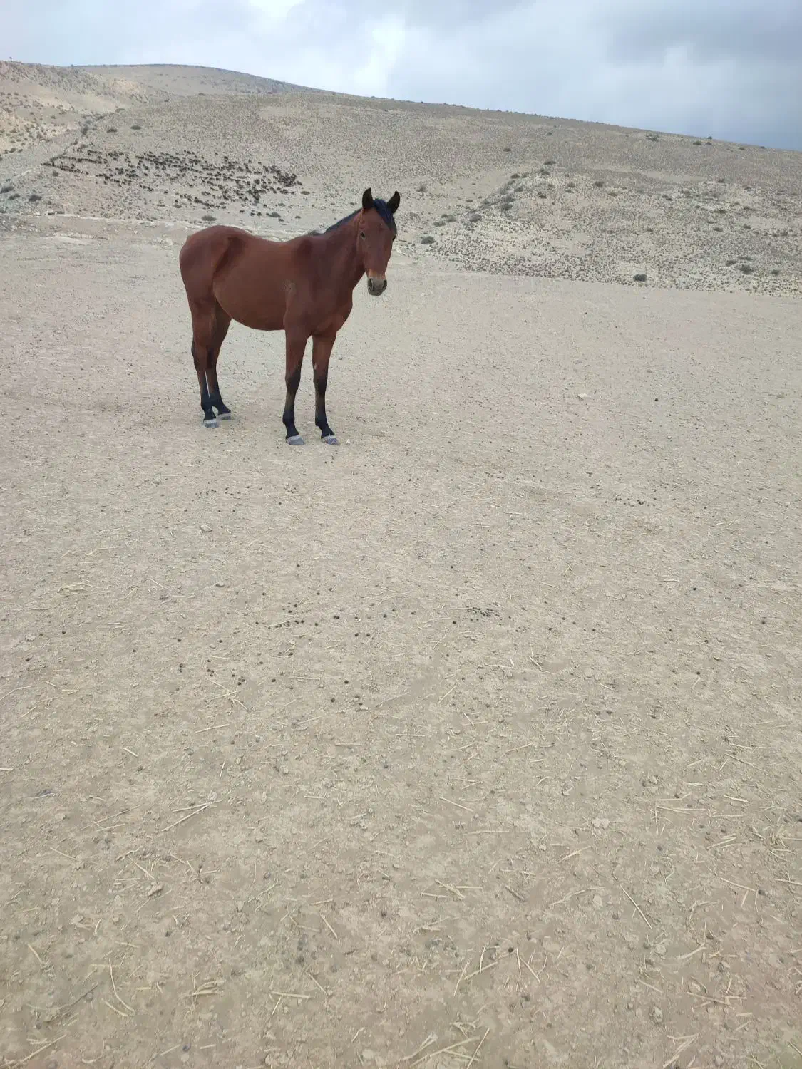 نریان 2 ساله|اسب و تجهیزات اسبسواری|گرگان, |دیوار