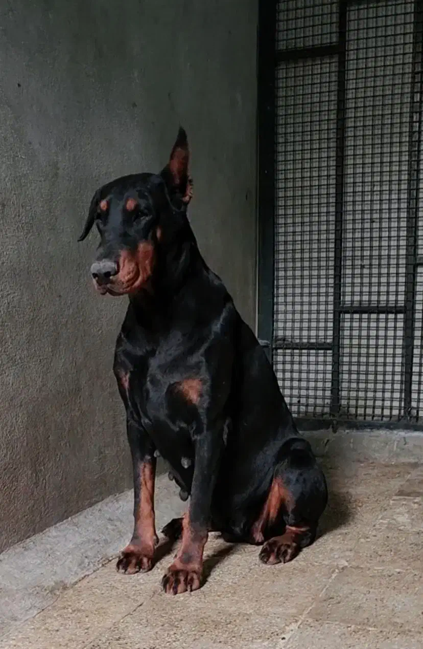 دابرمن پینچر|سگ|بومهن, |دیوار