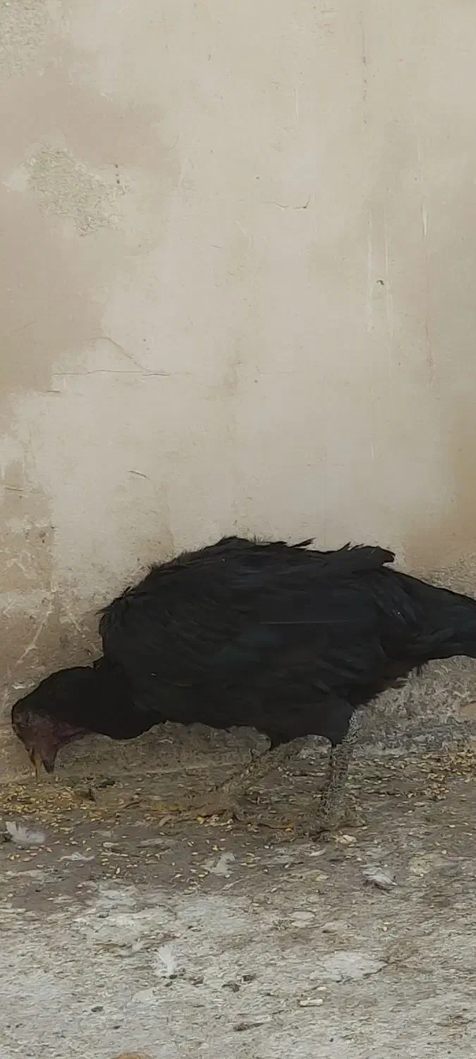 مرغ خروس لاری|حیوانات مزرعه|مشهد, هنرور|دیوار