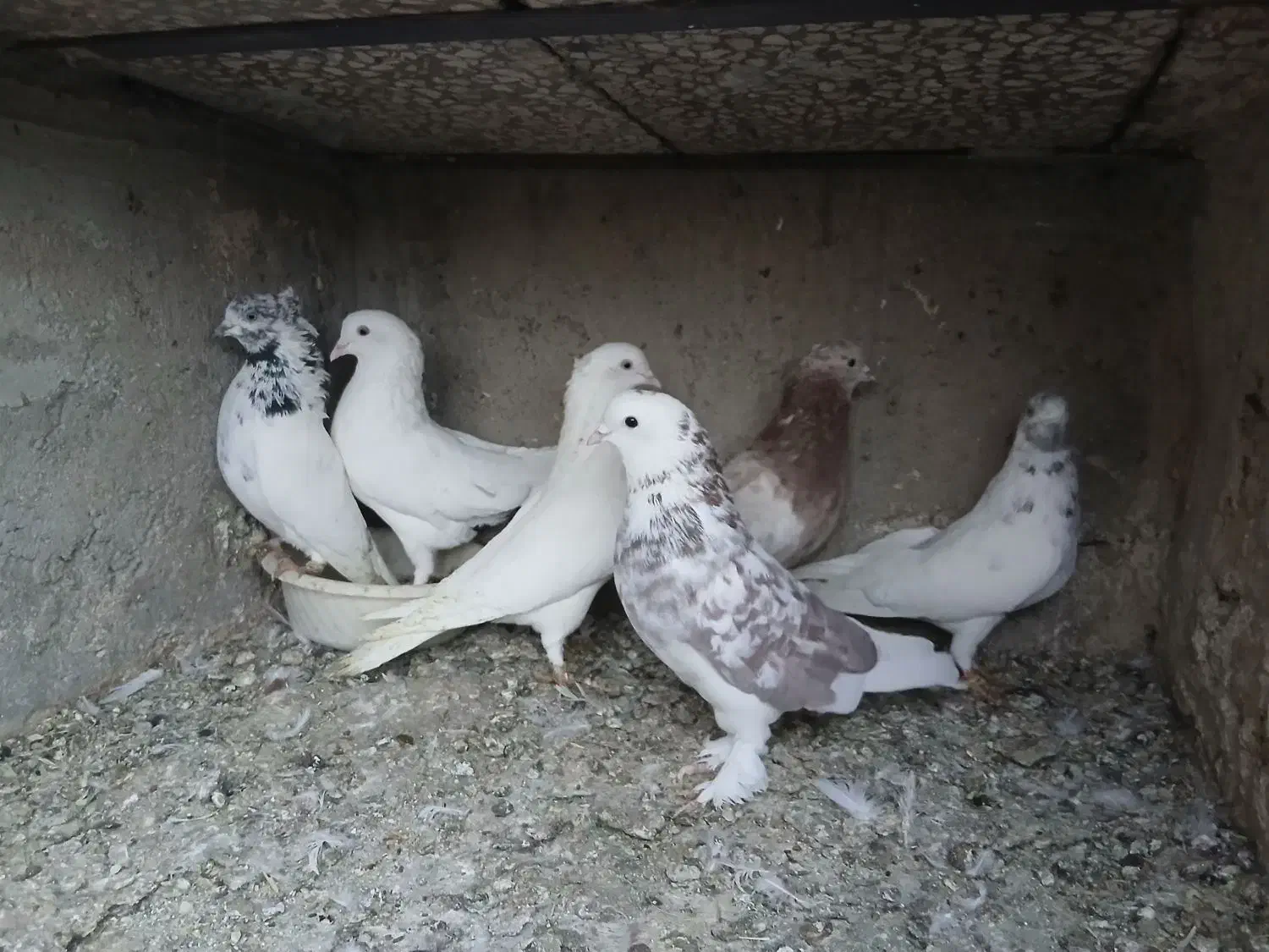 سرور خال پیس هما|پرنده|قم, زاویه|دیوار