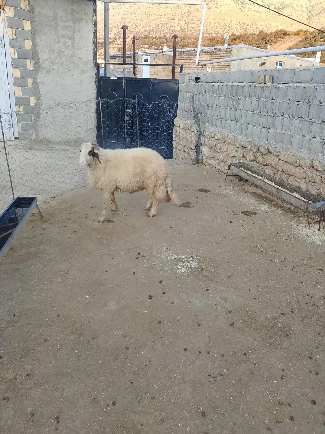 شک ورن سنجابی|حیوانات مزرعه|دالاهو, |دیوار