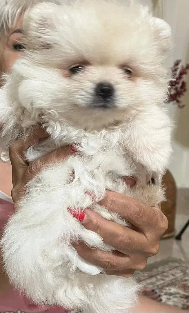 واگذاری هاپو پامر خرسی|سگ|بندر انزلی, جزیره|دیوار