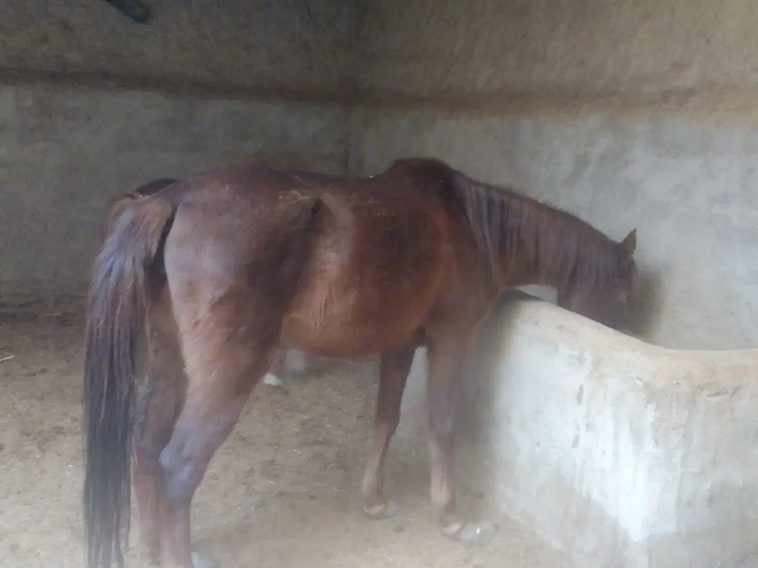 اسب|حیوانات مزرعه|زابل, |دیوار