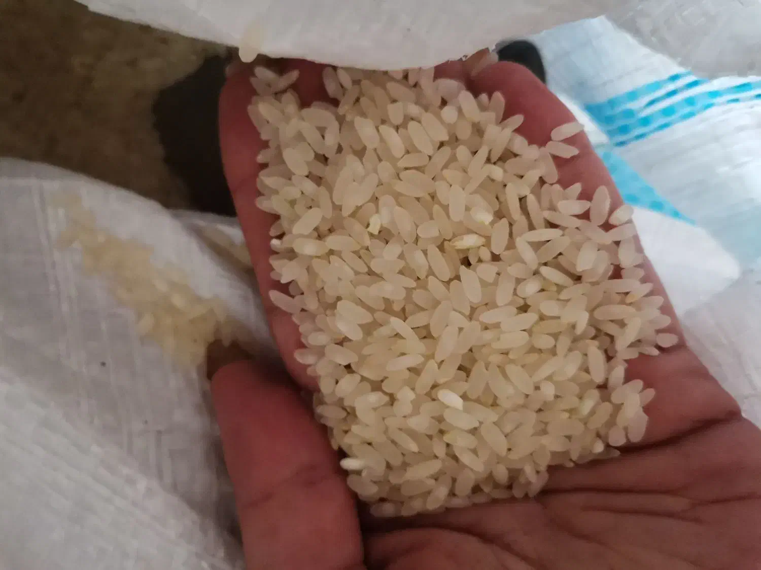 برنج نو کامفیروزی|خوردنی و آشامیدنی|شیراز, تپه تلویزیون|دیوار