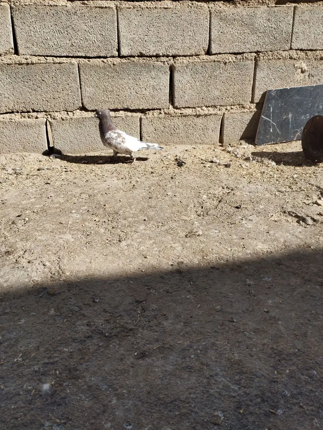 پرندگان|پرنده|جنت, |دیوار