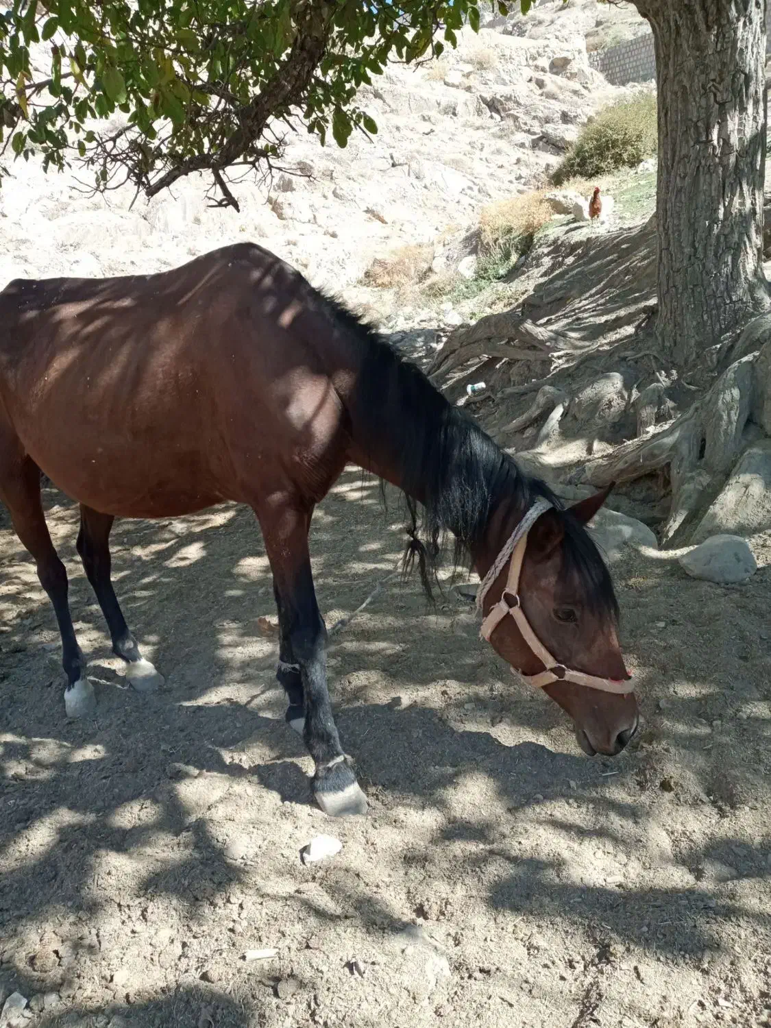 اسب|اسب و تجهیزات اسبسواری|بجنورد, |دیوار