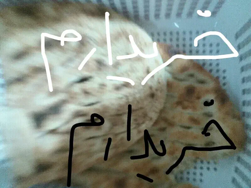 نان خشک|لوازم جانبی حیوانات|مشهد, ادیب نیشابوری (شهرک غرب)|دیوار