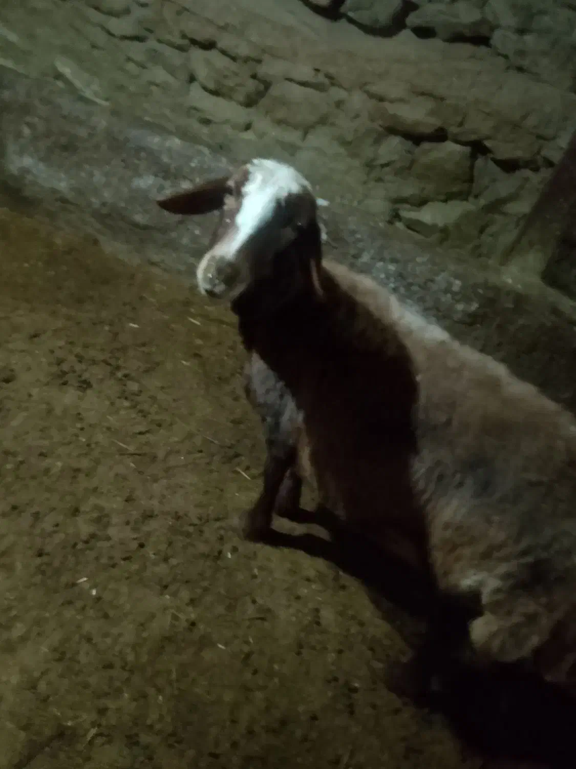 گوسفند|حیوانات مزرعه|مریوان, |دیوار