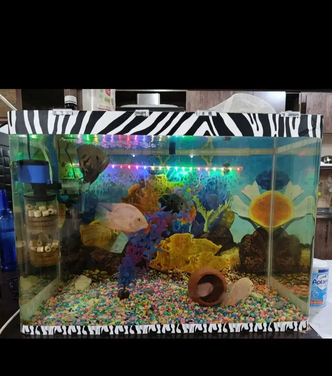 اکواریم سالم و تمیز معاوضه پرنده|ماهی|دورود, |دیوار